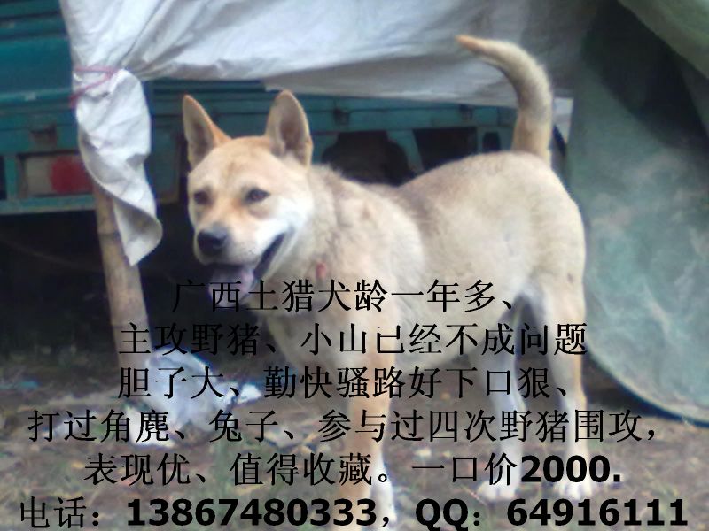 杭州地区针对浙江省内出售猎犬、下司犬、贵州