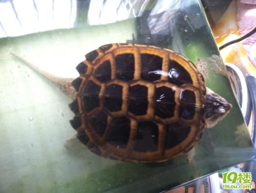 杭州本地出售一只24CM左右的 北美小鳄龟-闲
