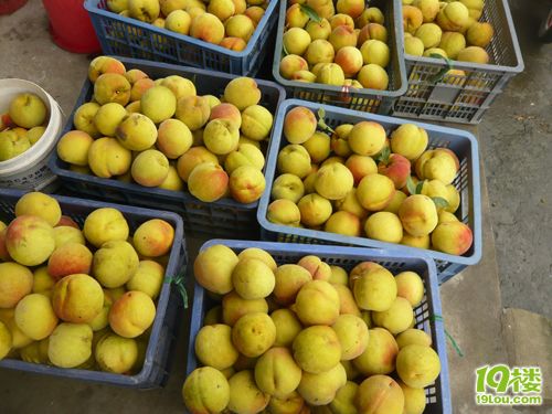 嘉善姚庄锦秀黄桃上市了,开始预订中-闲置二手