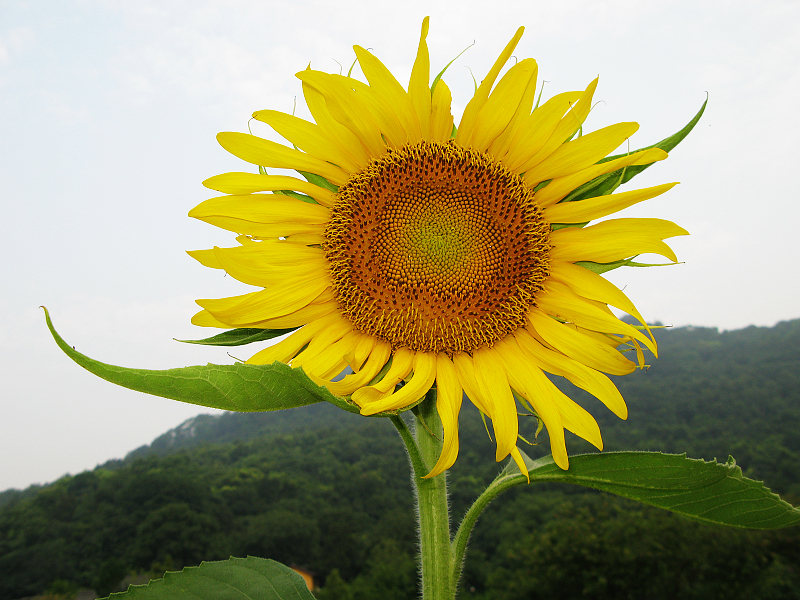向日葵什么时候拍摄的最好 20110810_d5324fe74544af7fe108aQ2h3RsckGNW.jpg