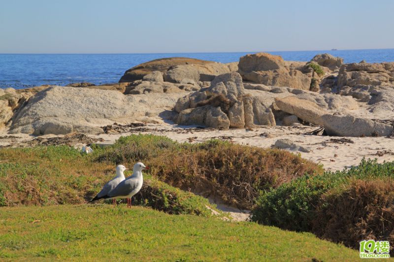 【南非深度游】--野生南非一头鲍~才100块?!-