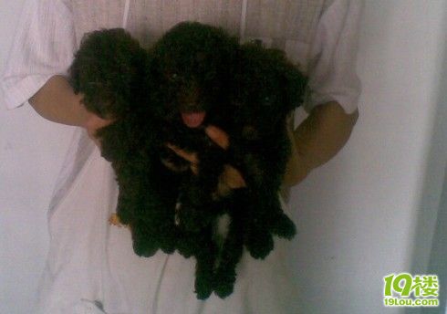 有巧克力泰迪。比熊。第一次配种生孩子-家有