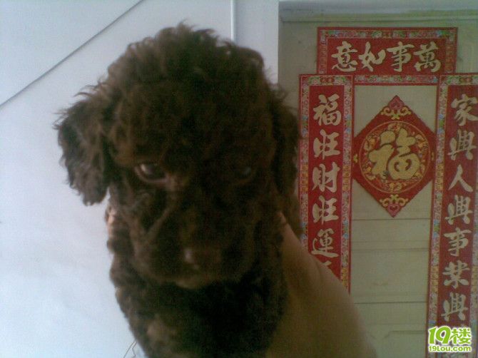 有巧克力泰迪。比熊。第一次配种生孩子-家有