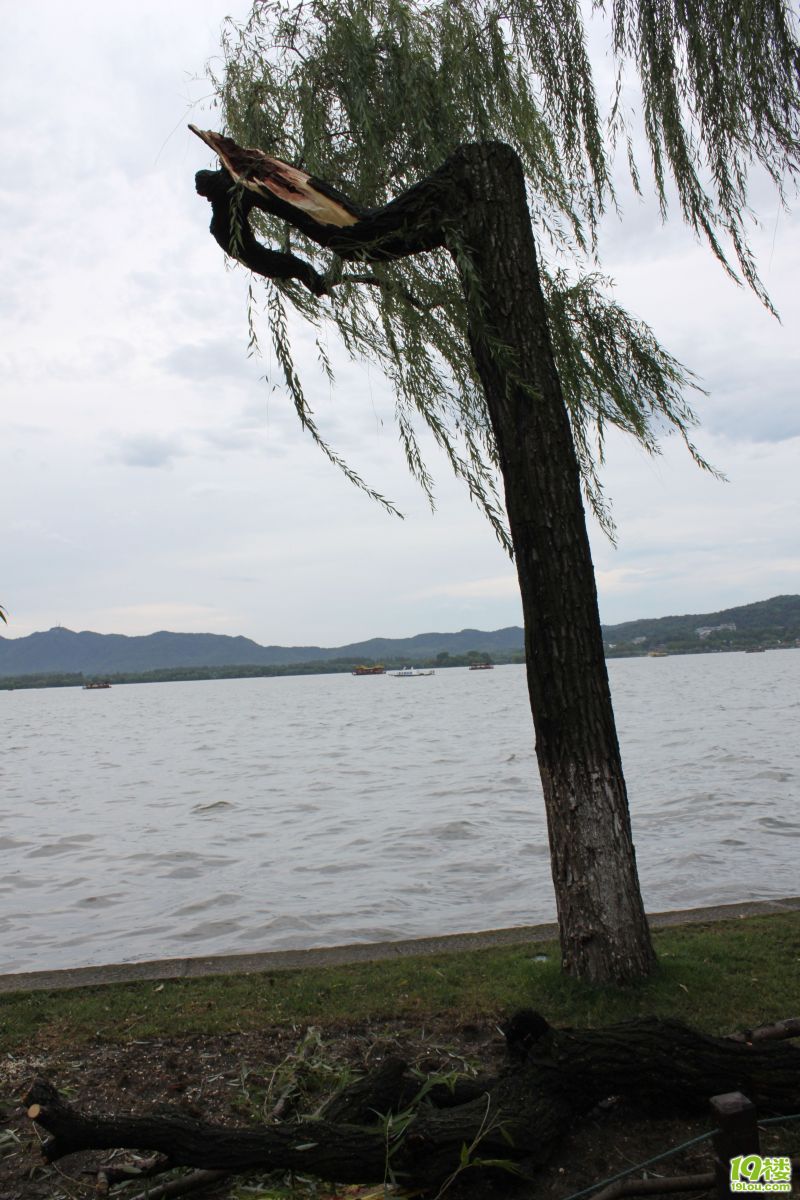被风雨雷电击中的西湖边的绿树-其他-中学教育