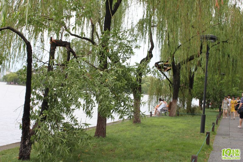 被风雨雷电击中的西湖边的绿树-中学教育论坛