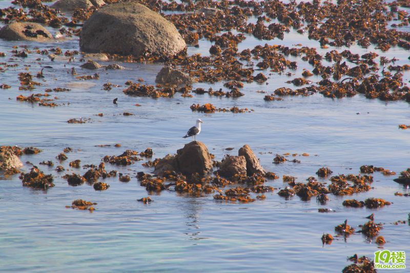 【南非深度游】--野生南非一头鲍~才100块?!
