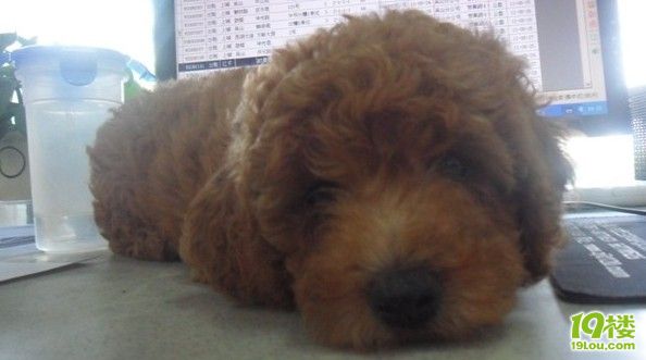 贵宾狗鼻子上掉毛