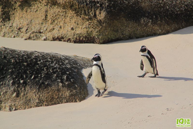 【南非深度游】--野生南非一头鲍~才100块?!-
