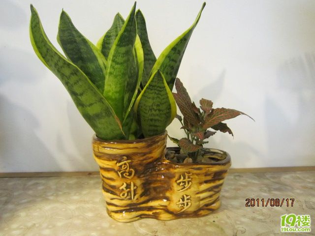 好看的植物,花盆-孩爸孩妈聊天室-杭州19楼