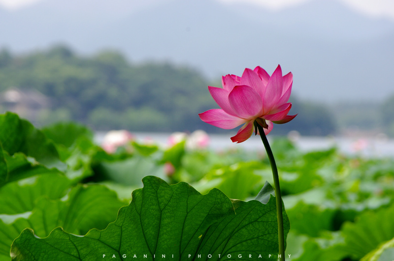 烈日炎炎似火烧,断桥荷花更妖娆-边走边拍-杭州