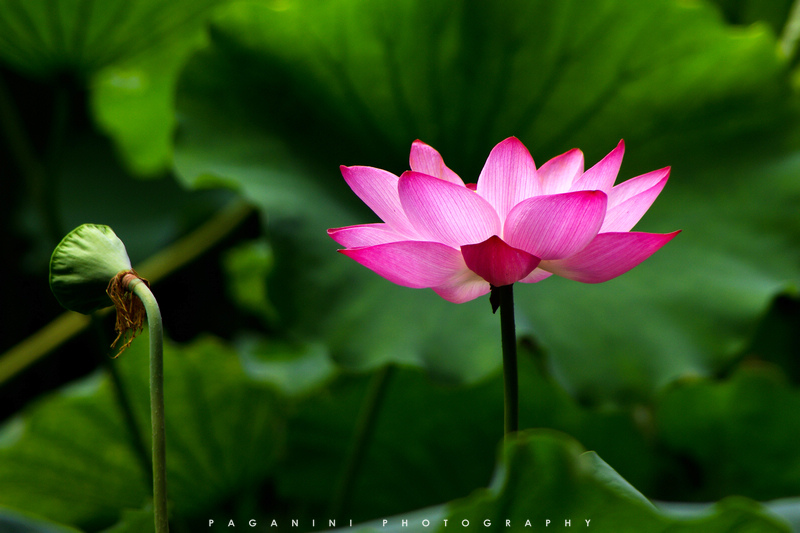 烈日炎炎似火烧,断桥荷花更妖娆-边走边拍-杭州