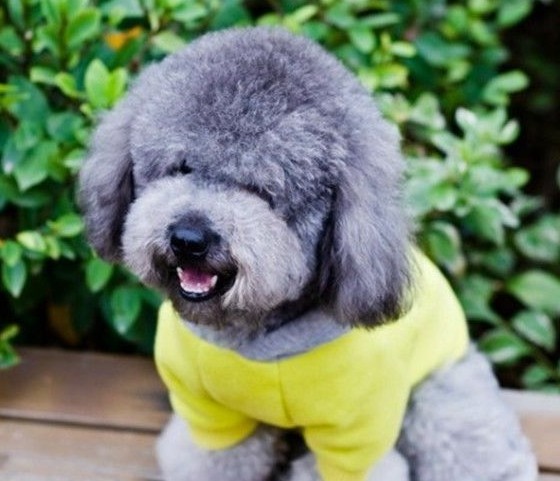 养殖基地直销世界各种知名犬,泰迪 萨摩 金毛 拉