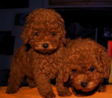 养殖基地直销世界各种知名犬,泰迪 萨摩 金毛 拉