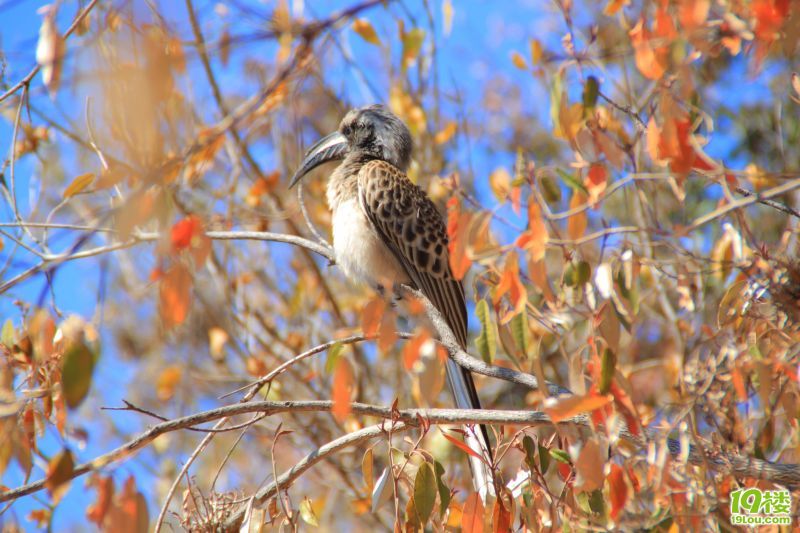 【南非深度游】--野生南非一头鲍~才100块?!-
