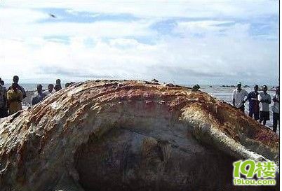 广东现巨大海怪尸体,上演真实版尼斯湖水怪。