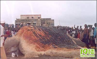 广东现巨大海怪尸体,上演真实版尼斯湖水怪。