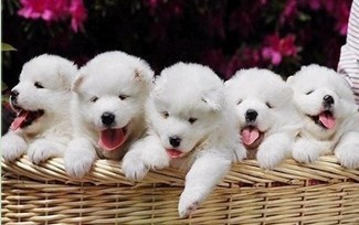 萨摩耶美丽高贵微笑犬 家养纯种萨摩耶犬 包品