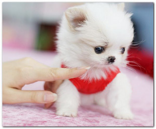 可爱宠物犬袖珍 最小宠物袖珍犬 杭州袖珍出售