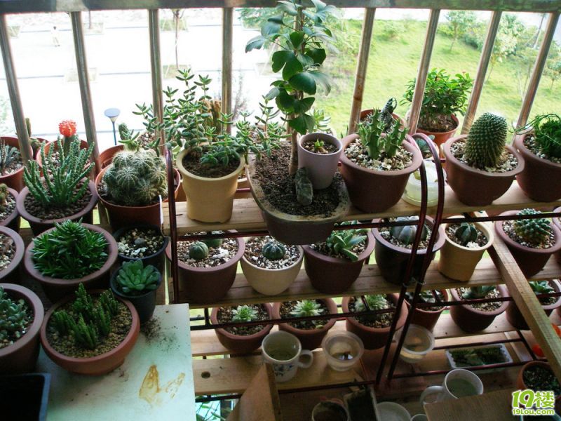 夏天终于过去了,多肉们可以好好晒晒太阳了-花