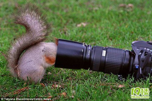 调皮松鼠为找坚果被相机镜头罩卡住(组图)-转贴