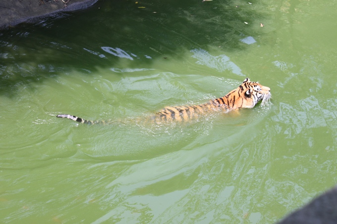 实拍老虎新鲜出浴~顺便游泳抓鱼!-边走边拍-杭