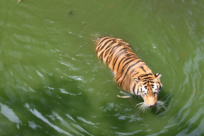 实拍老虎新鲜出浴~顺便游泳抓鱼!-边走边拍-边