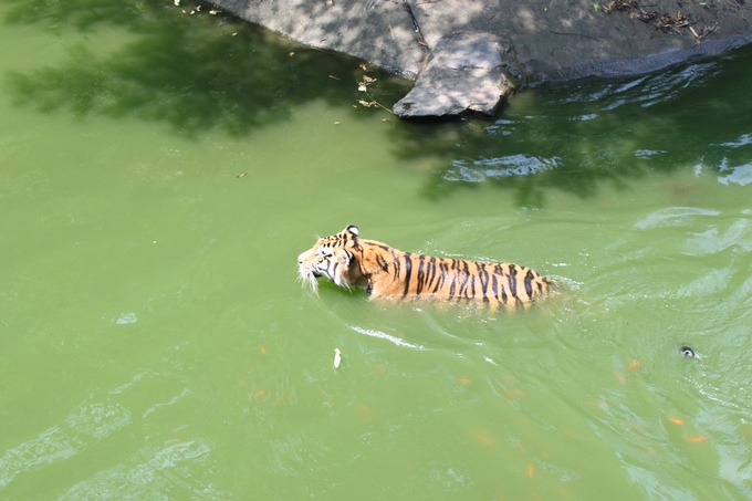 实拍老虎新鲜出浴~顺便游泳抓鱼!-边走边拍-边