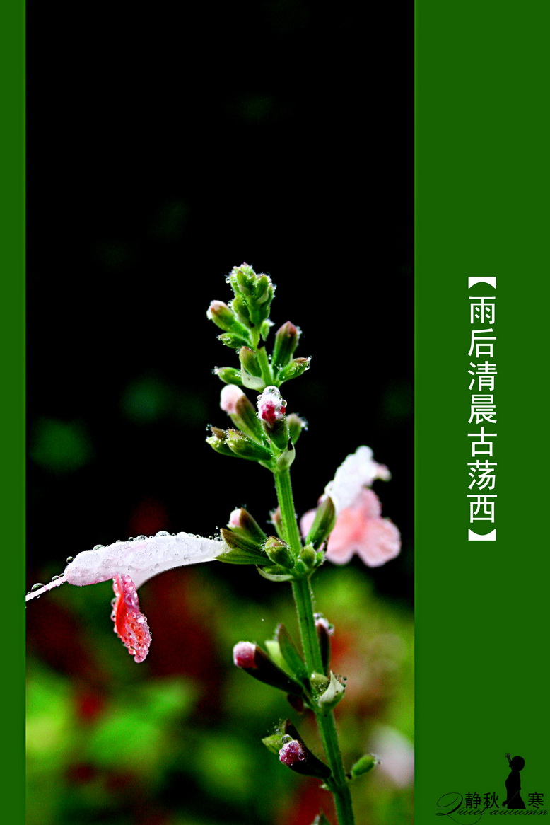 上班的路上,雨后清晨古荡西 植物-边走边拍-杭