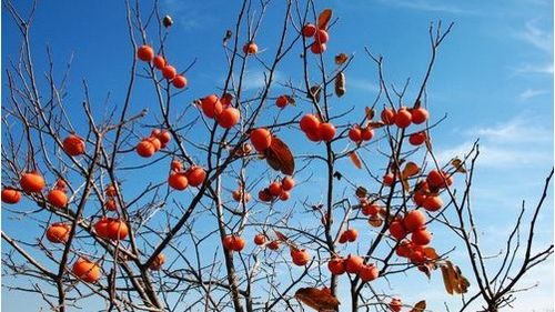 西溪湿地火柿节-玩西溪湿地真人CS、品五常柿