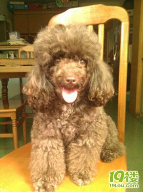 请教,狗狗快生了,我需要准备什么吗?-家有宠物