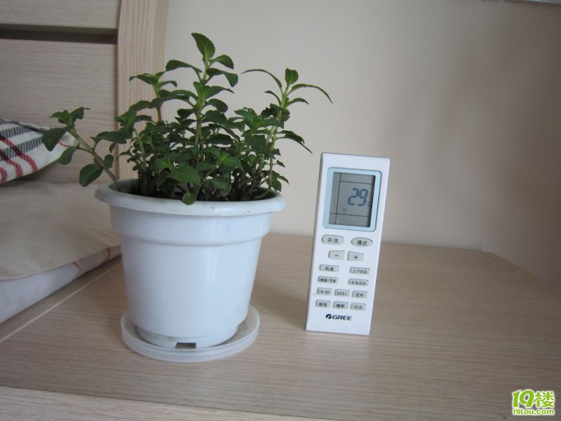 大家帮我看看这是什么品种的薄荷?-第715701