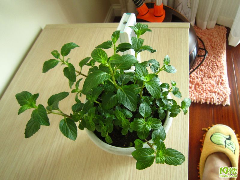 大家帮我看看这是什么品种的薄荷?-第715701