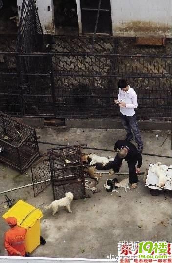 郑州犬只收容所狗狗被虐杀焚烧(组图)-转贴之王