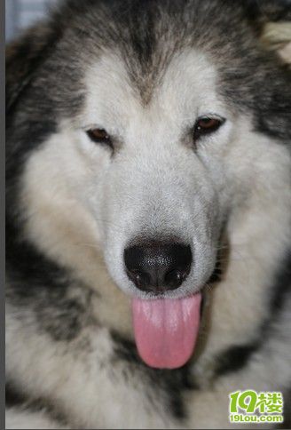 我是曾经的TOP,现在耷耷耳的诺宝,希望大家喜