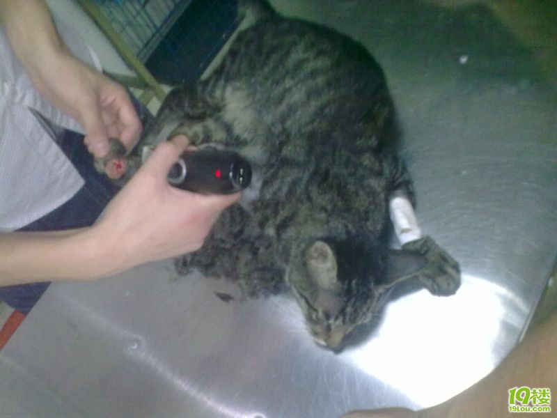 粘人梨花猫求包养(已领养,周阿姨处还有几只找