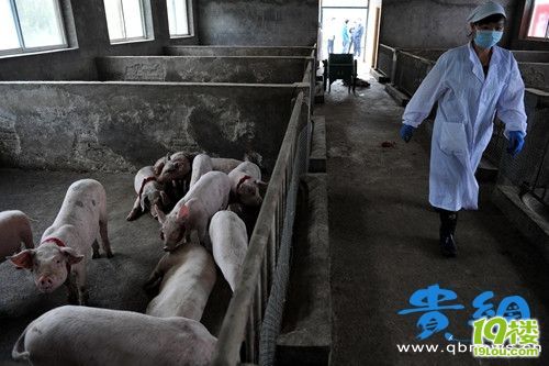 陳光標(biāo)個唱所捐豬羊大面積感冒 治療花費(fèi)近五萬