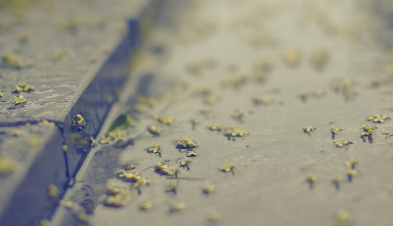 桂的雨