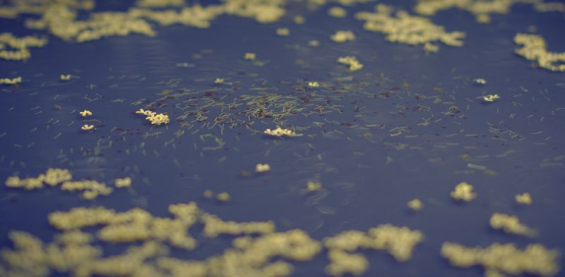 桂的雨