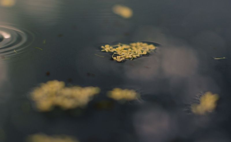 桂的雨