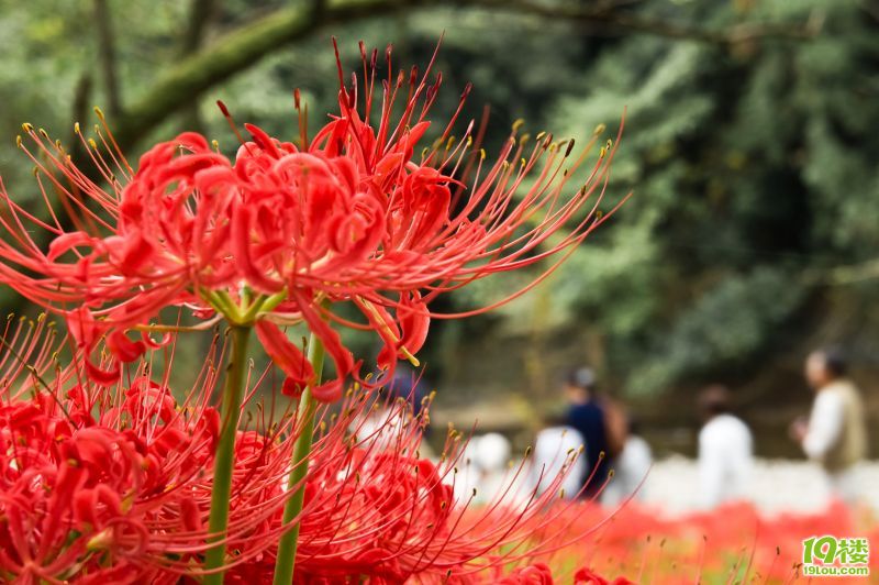 【游日本】崎玉之高丽&川越。page7更新忍野