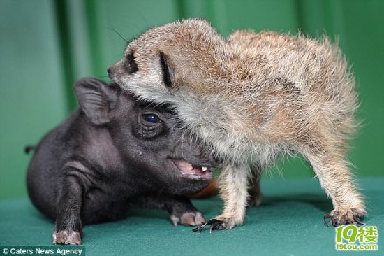 猫鼬和疣猪成为伙伴演绎现实版狮子王(组图)-转