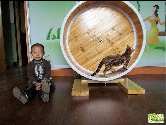 我家的猫咪与猫咪跑步机-家有宠物-杭州19楼