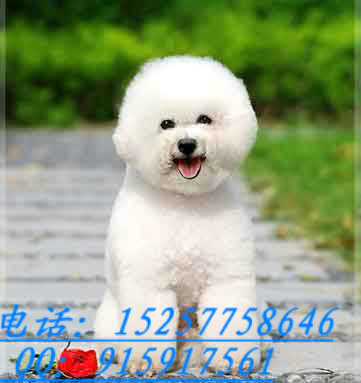 黑黑的眼睛 大大的头 卷卷的绒毛 人见人爱的比