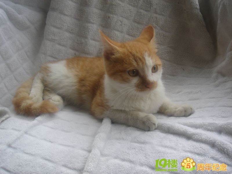 美丽大方的狸斑猫送养-宠物相关交易区-杭州1