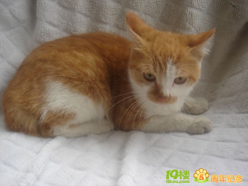 美丽大方的狸斑猫送养-宠物相关交易区-杭州1