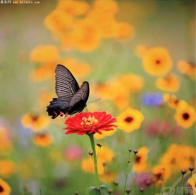 你是风儿我是沙,你是凤蝶我是花~