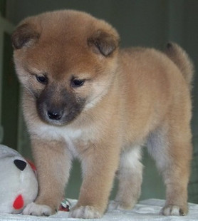 电影《忠犬八公的故事》里的秋田八公犬出售,