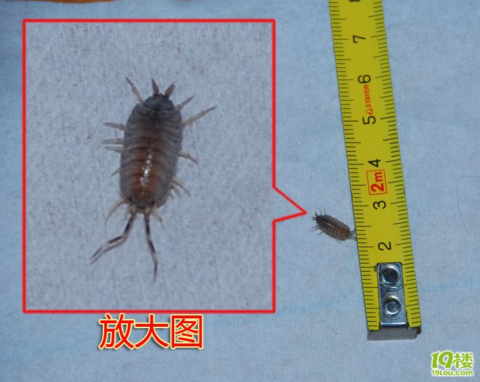 求教:惊恐地发现家里有虫。地板虫?下水道虫?