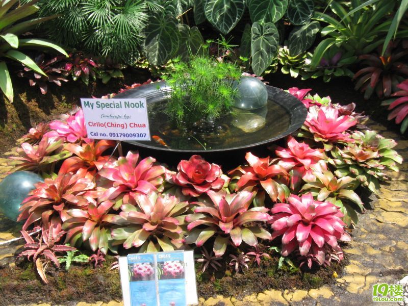 惊艳的积水凤梨-花鸟鱼虫-居家生活-杭州19楼