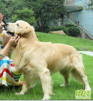 ,采荷丢失金毛犬一只,浅金色,颜色偏白,体型偏小